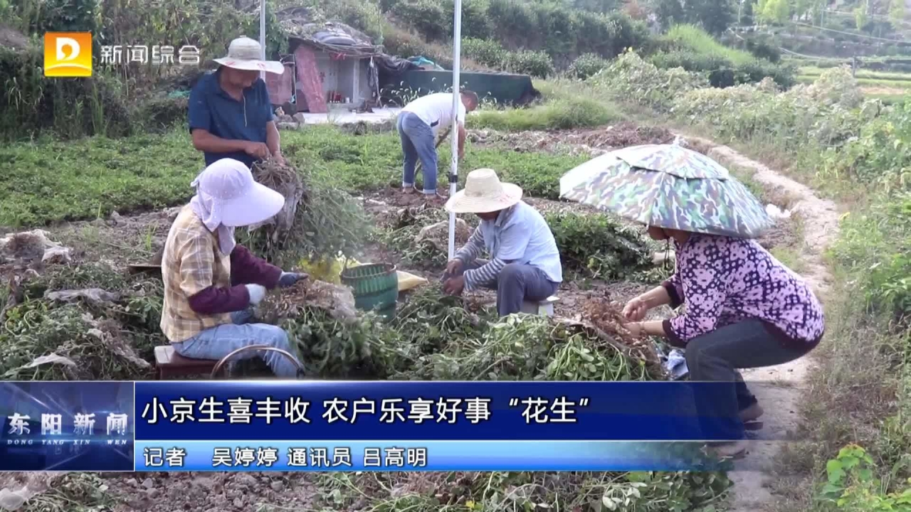 小京生喜丰收 农户乐享好事“花生”